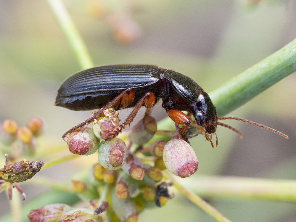 Carabidae: cfr. Ophonus incisus